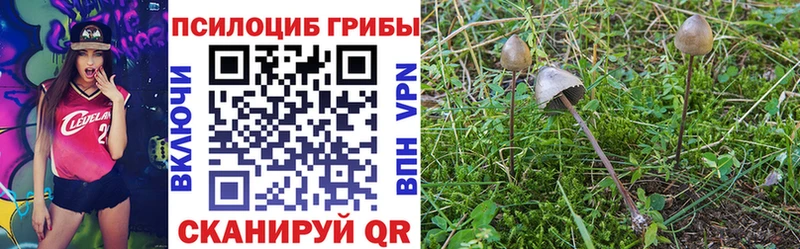 shop телеграм  Терек  Псилоцибиновые грибы Psilocybe  как найти закладки 